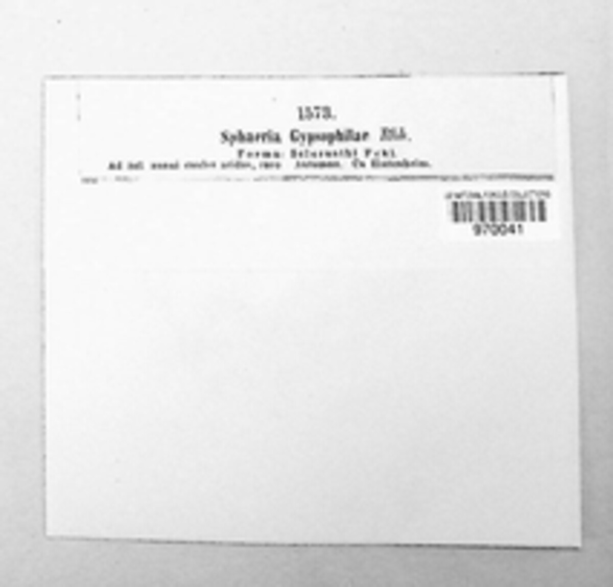 Sphaeria gypsophilae image